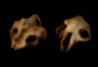 Skull comparison Skull comparison