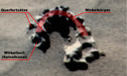 Wirbel Anatomie Wirbel Anatomie